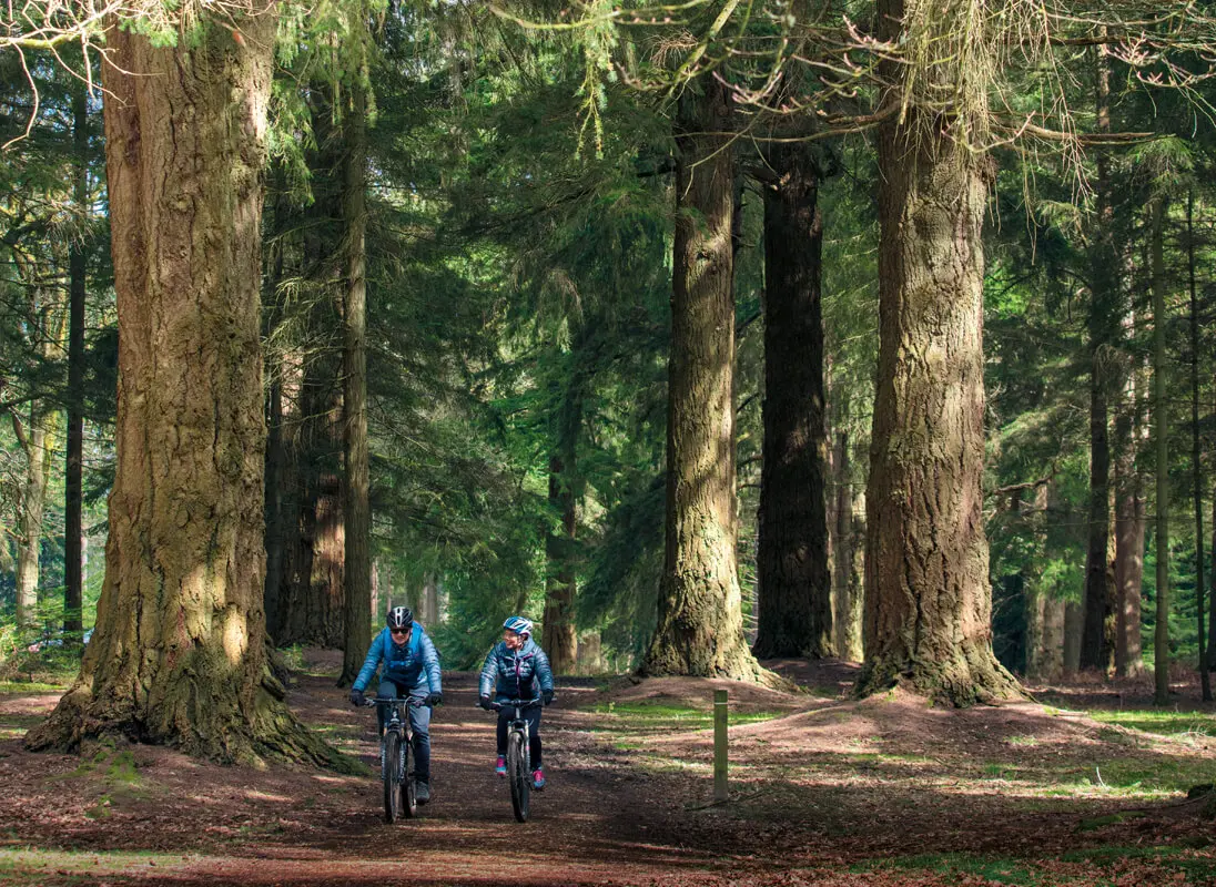 Photograophy of the New Forest for the Journey Starts Here campaign of one of the locations on the SWR network